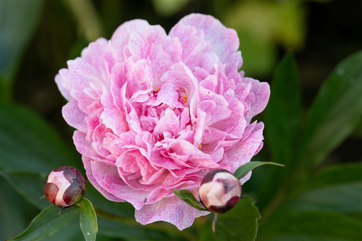 Techniques pour la culture de la pivoine