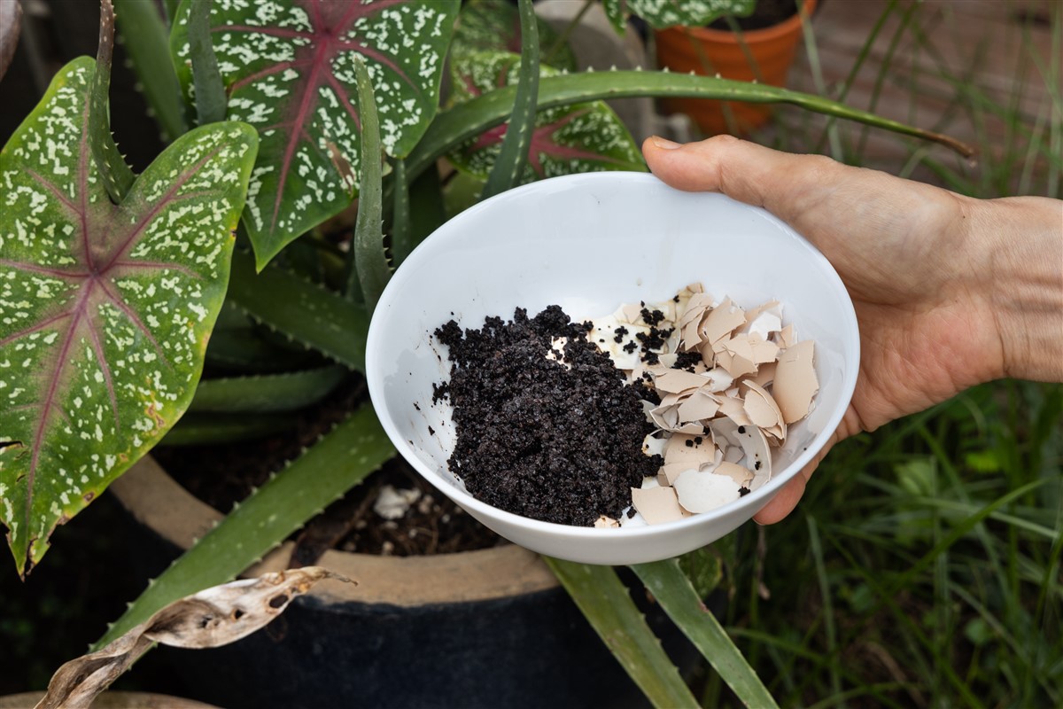 Utilisations du marc de café dans le jardinage