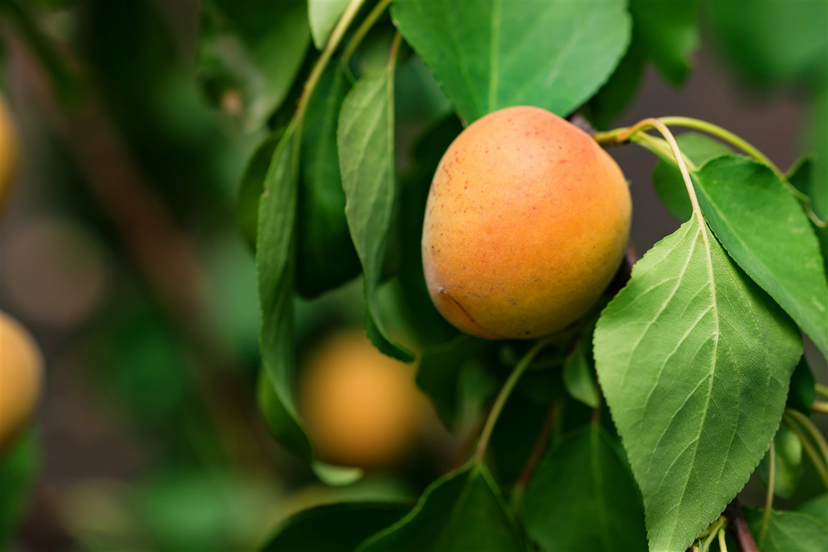 arbres nains adaptés à la culture en conteneurs