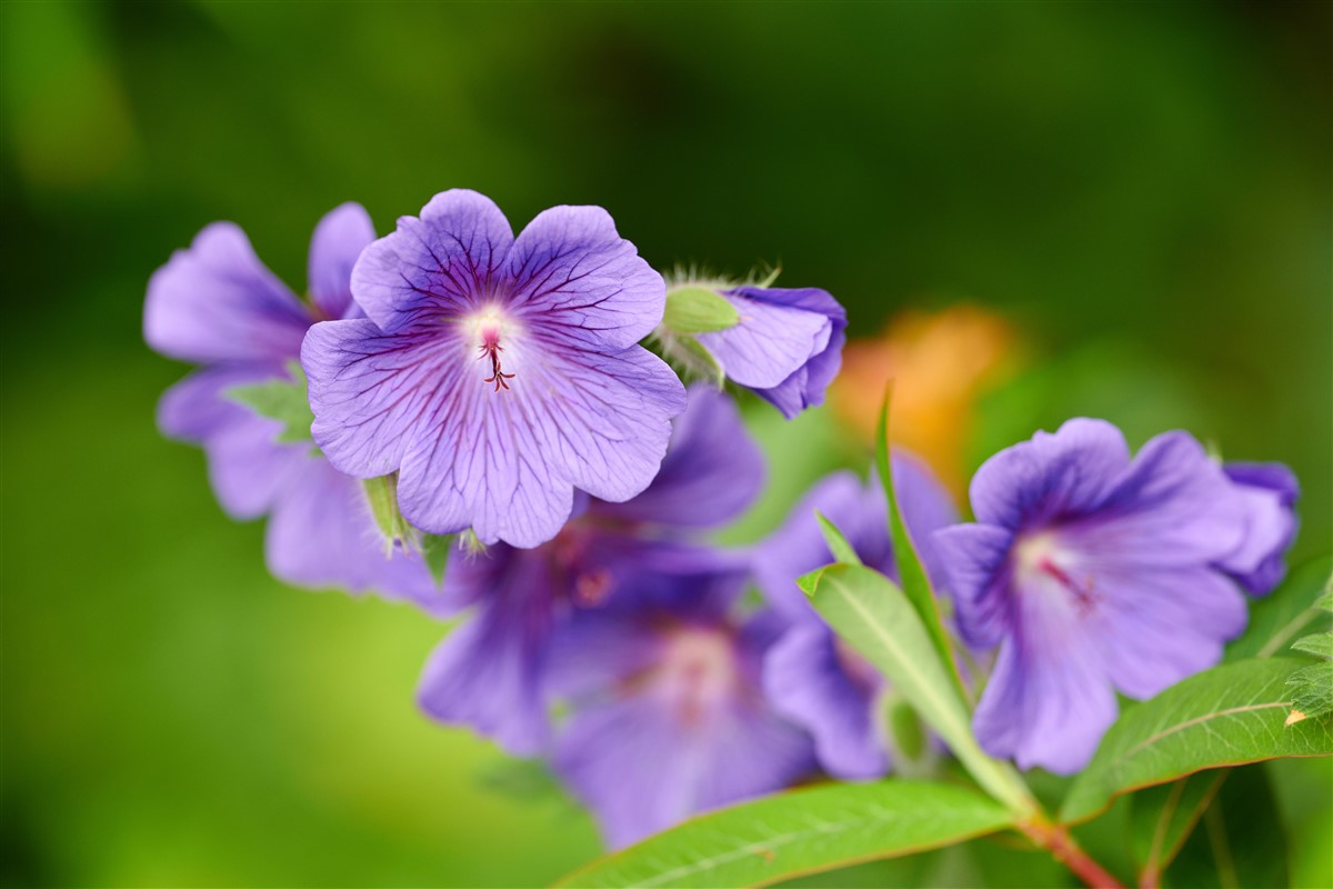 belles variété de Géranium