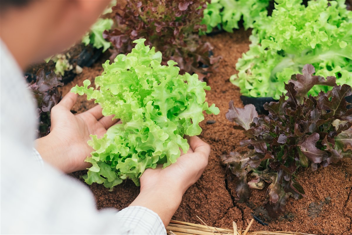 carabe doré et la lutte biologique au potager