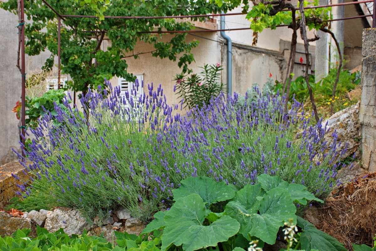 plantes incontournables pour un jardin méditerranéen