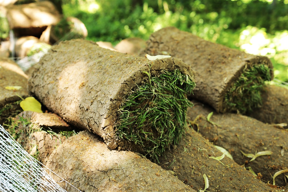 plantes tapissantes pour créer un tapis végétal