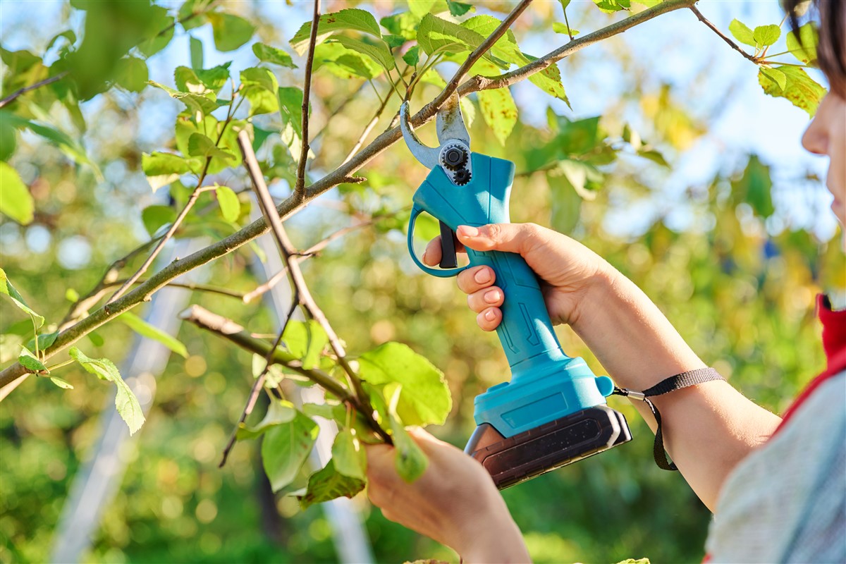 sécateur électrique professionnel pour l'entretien des jardins