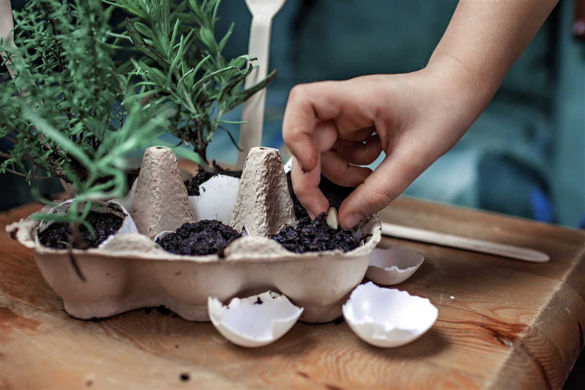 utiliser les coquilles d'œufs pour enrichir votre potager