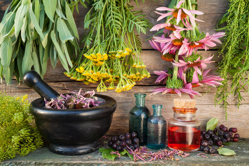 plante médicinale jardin