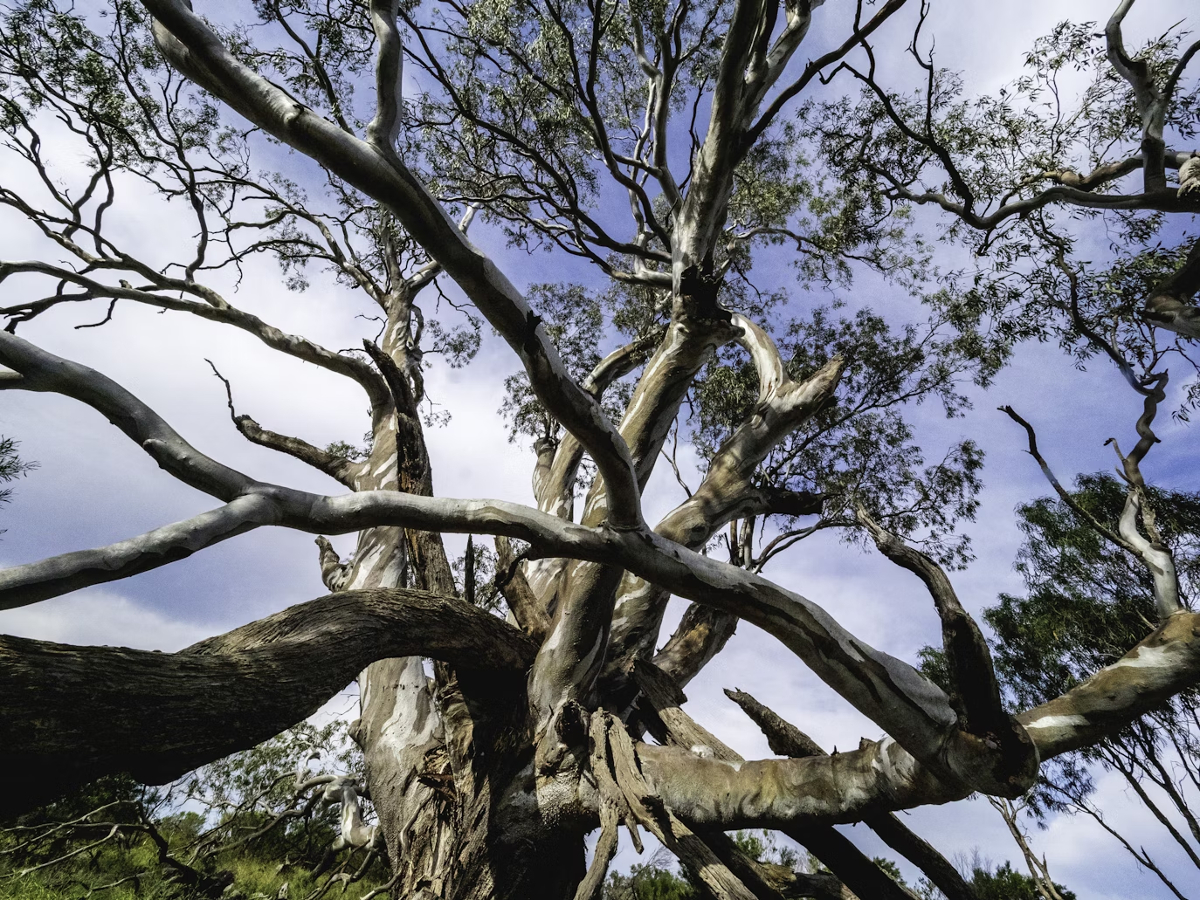 avantages eucalyptus Gunnii