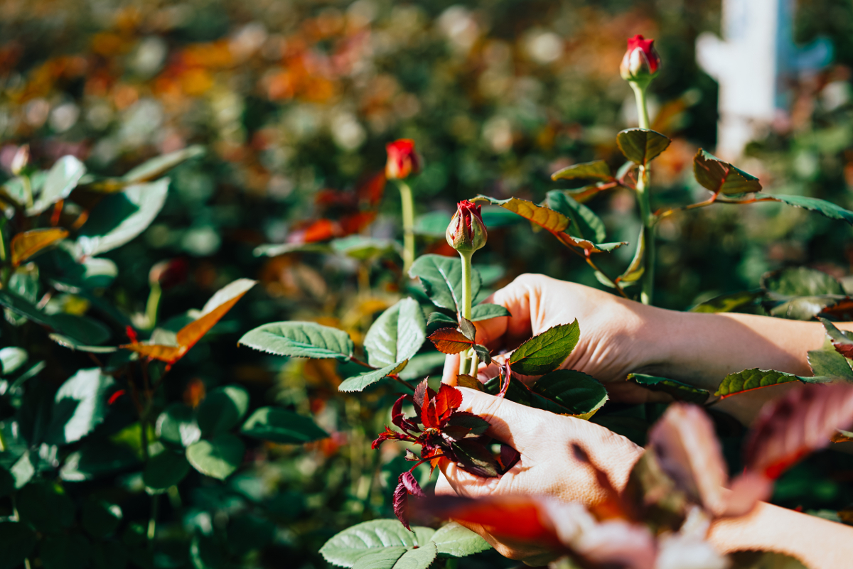 boutures de rosiers