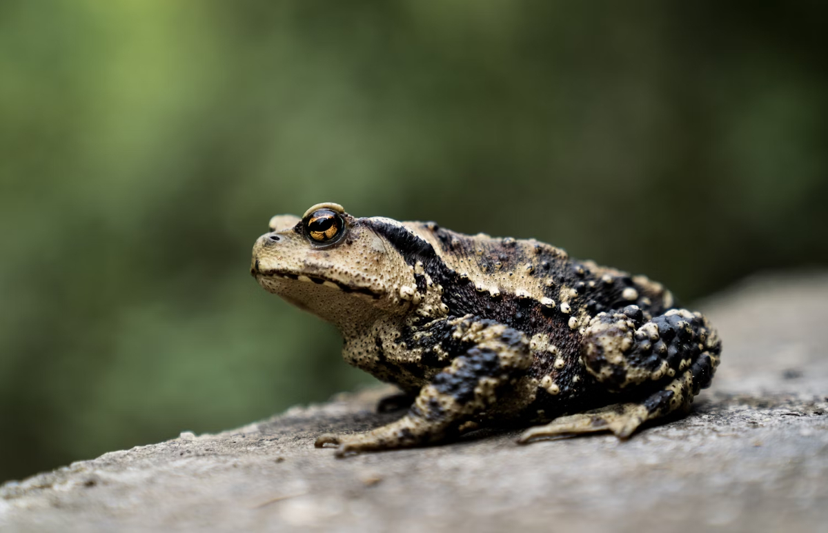 crotte de crapaud