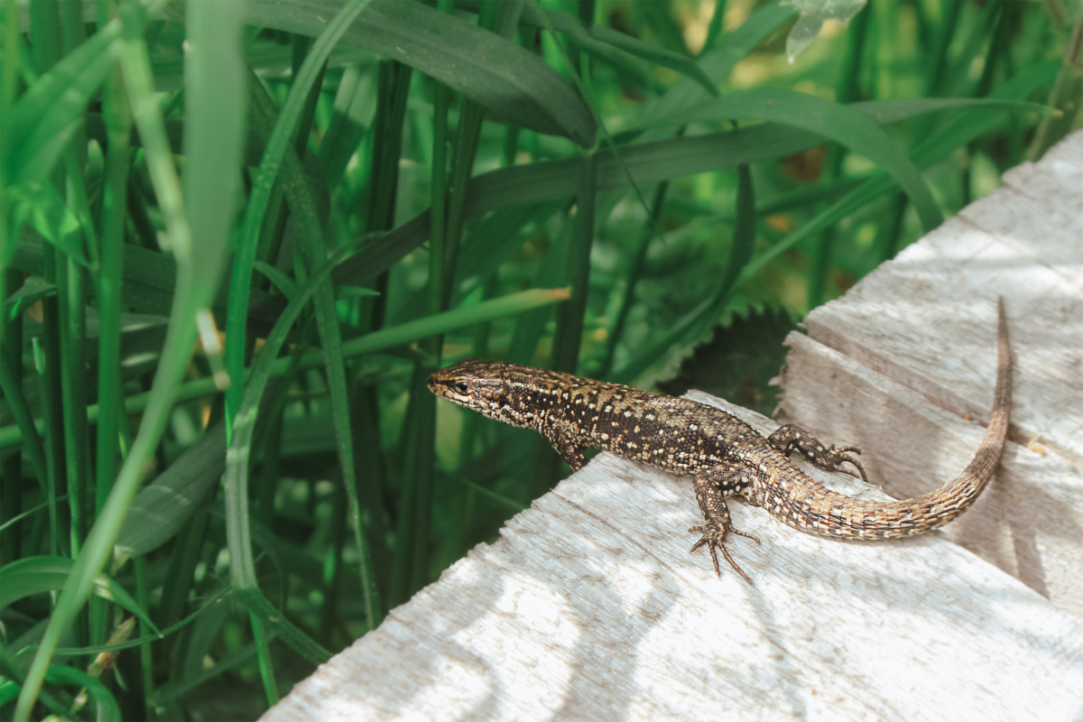 crotte de lézard