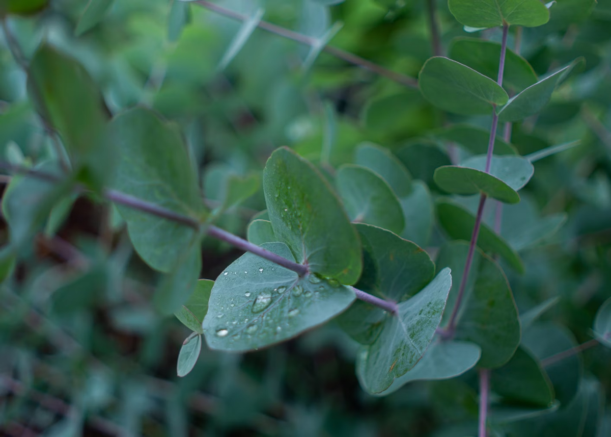 eucalyptus Gunnii