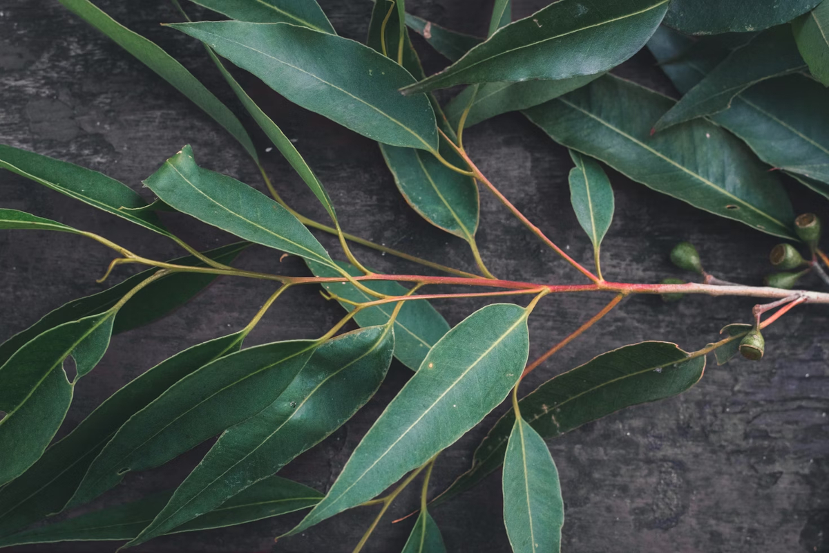 planter eucalyptus