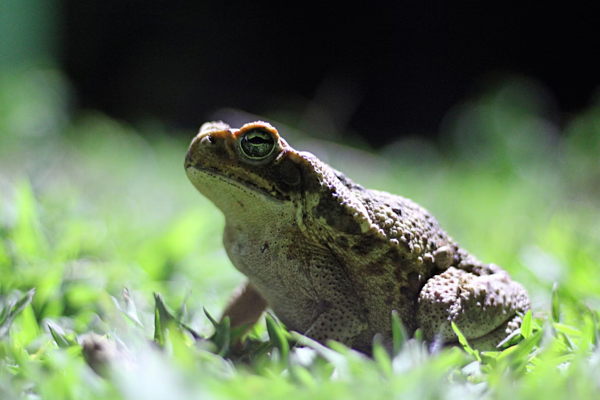 reconnaître crotte crapaud