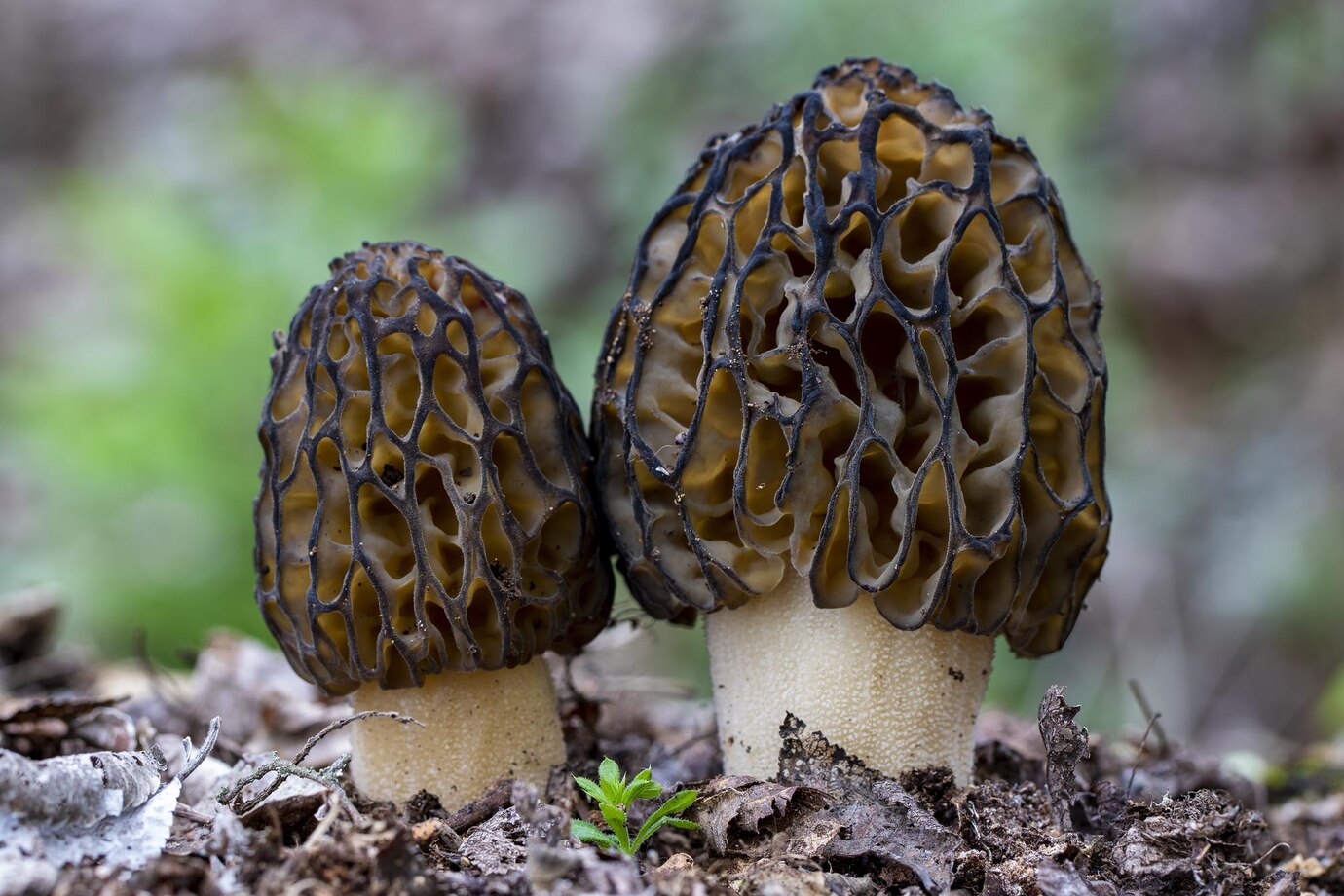 trouver des morilles