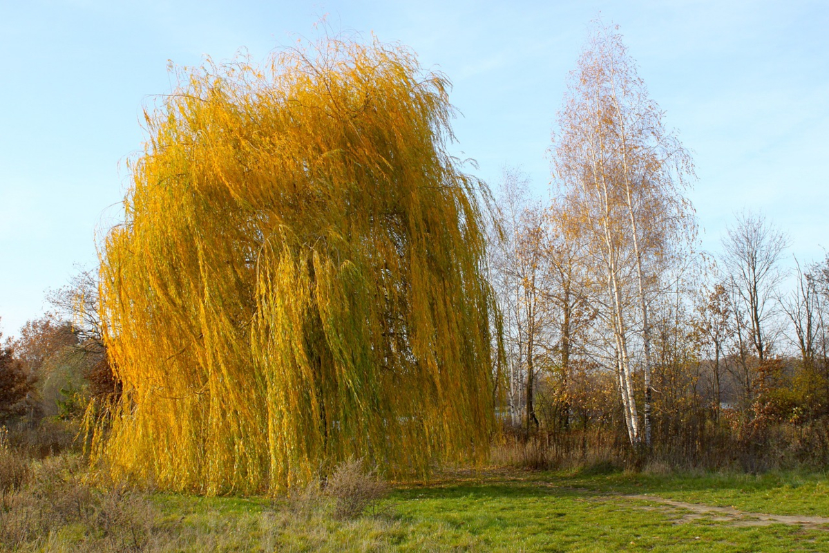 saule crevette