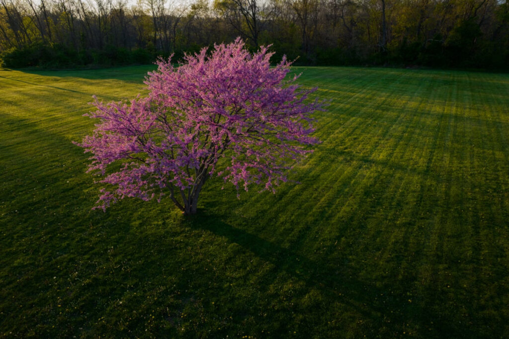 Arbre de Judée