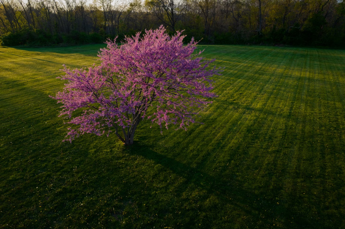 Arbre de Judée