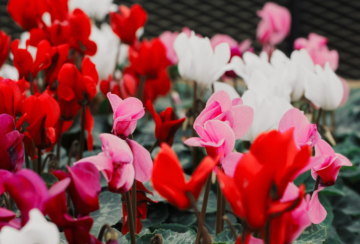 entretien cyclamens