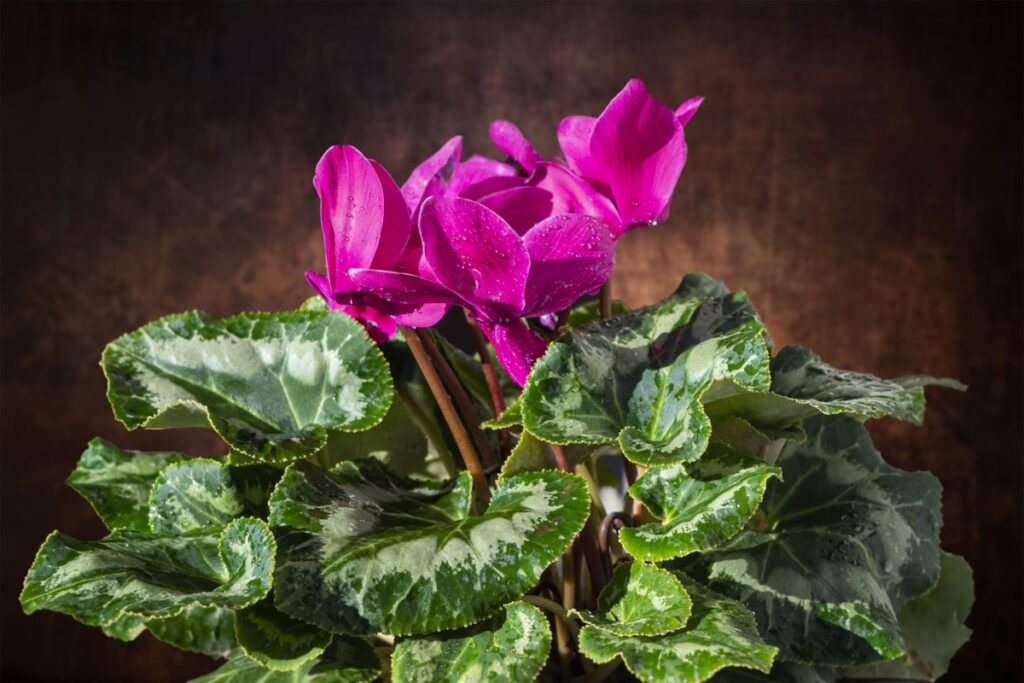plantes éclatantes