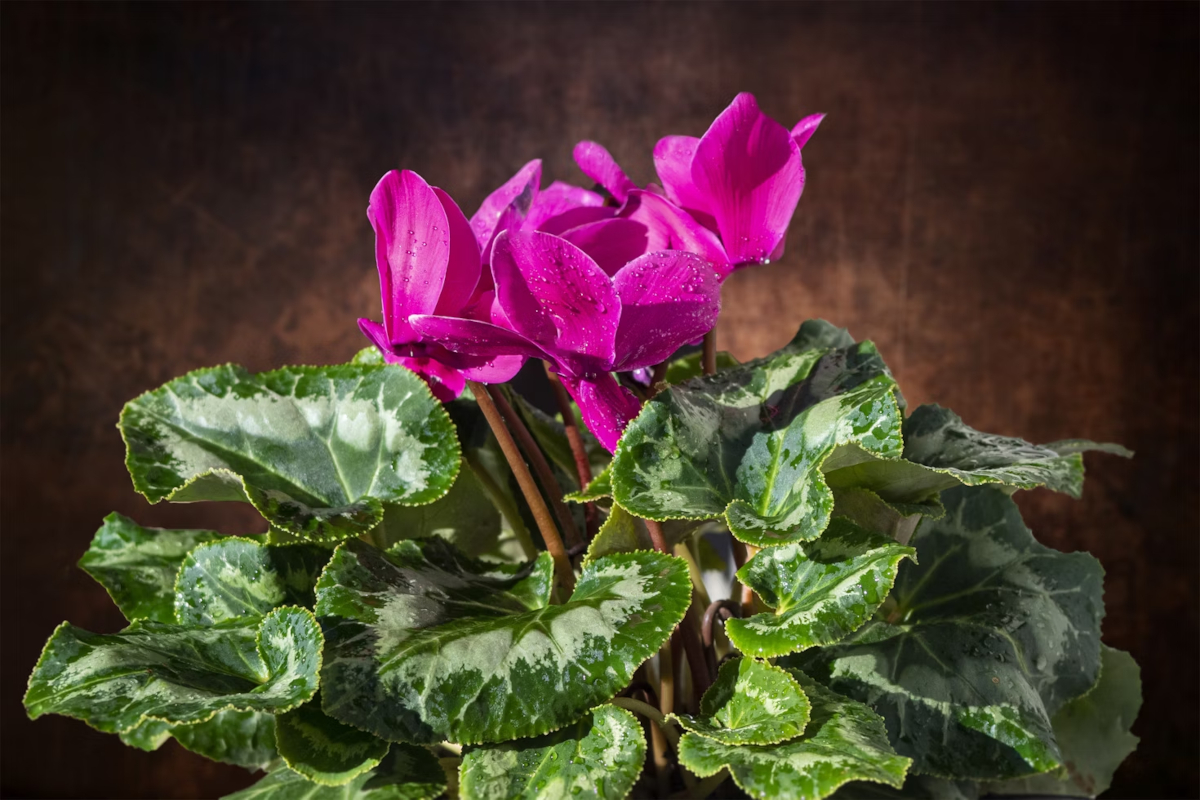 plantes éclatantes