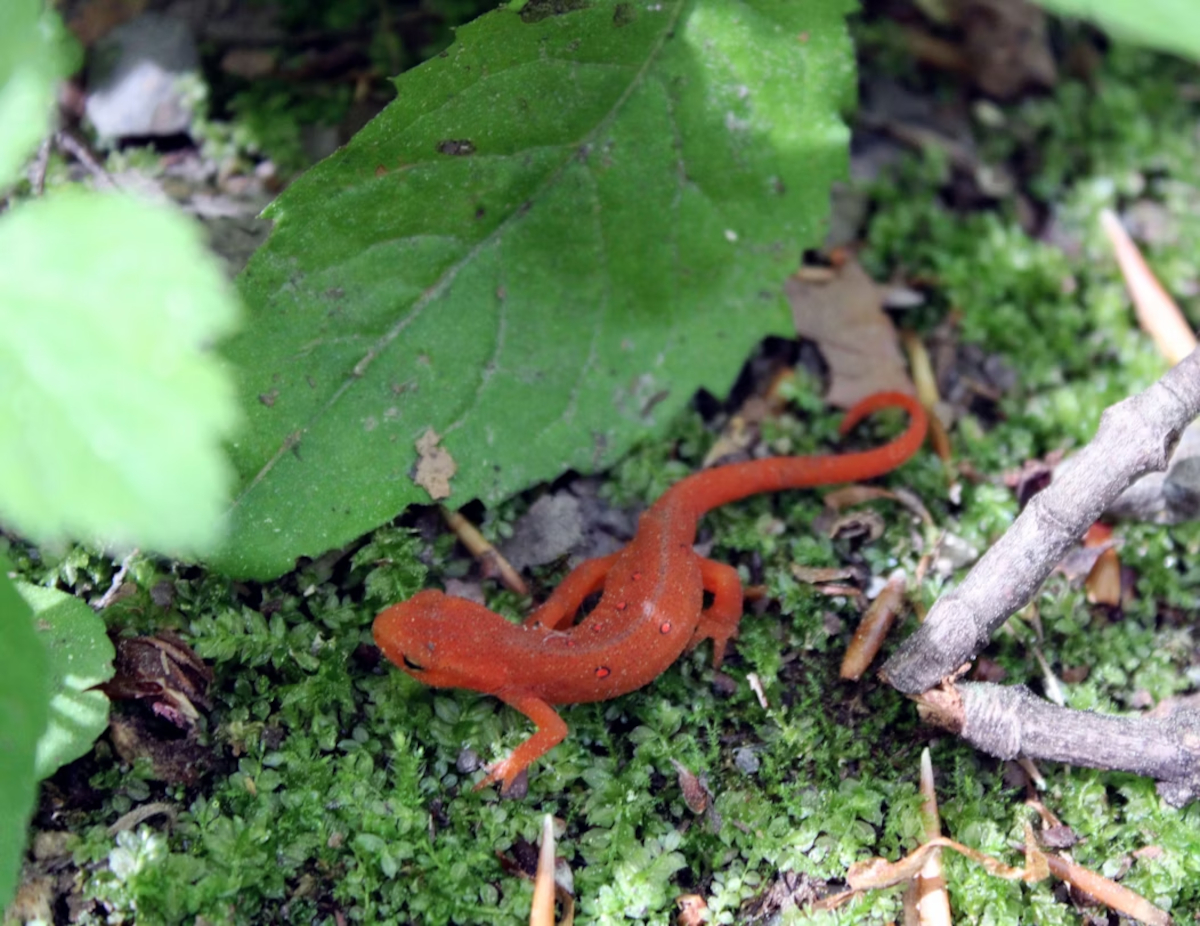 crottes de salamandre