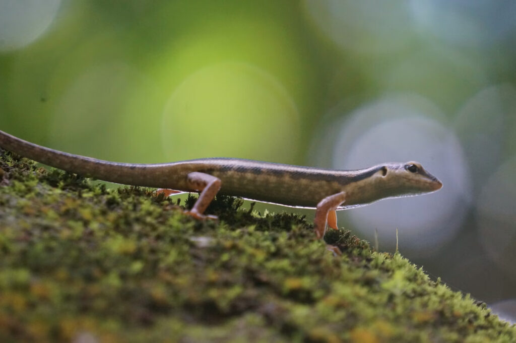 identifier crottes