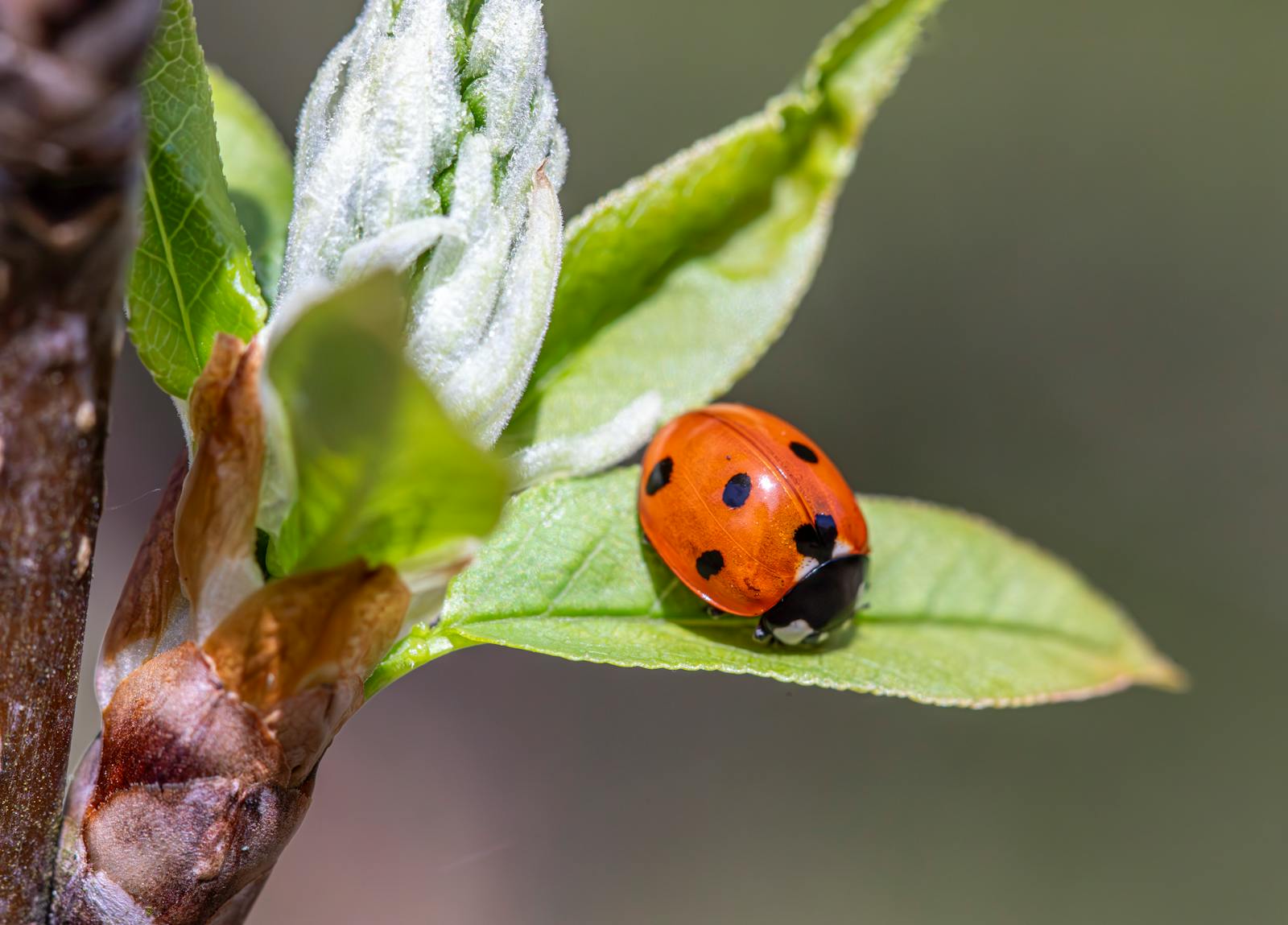 éviter coccinelles dans la maison