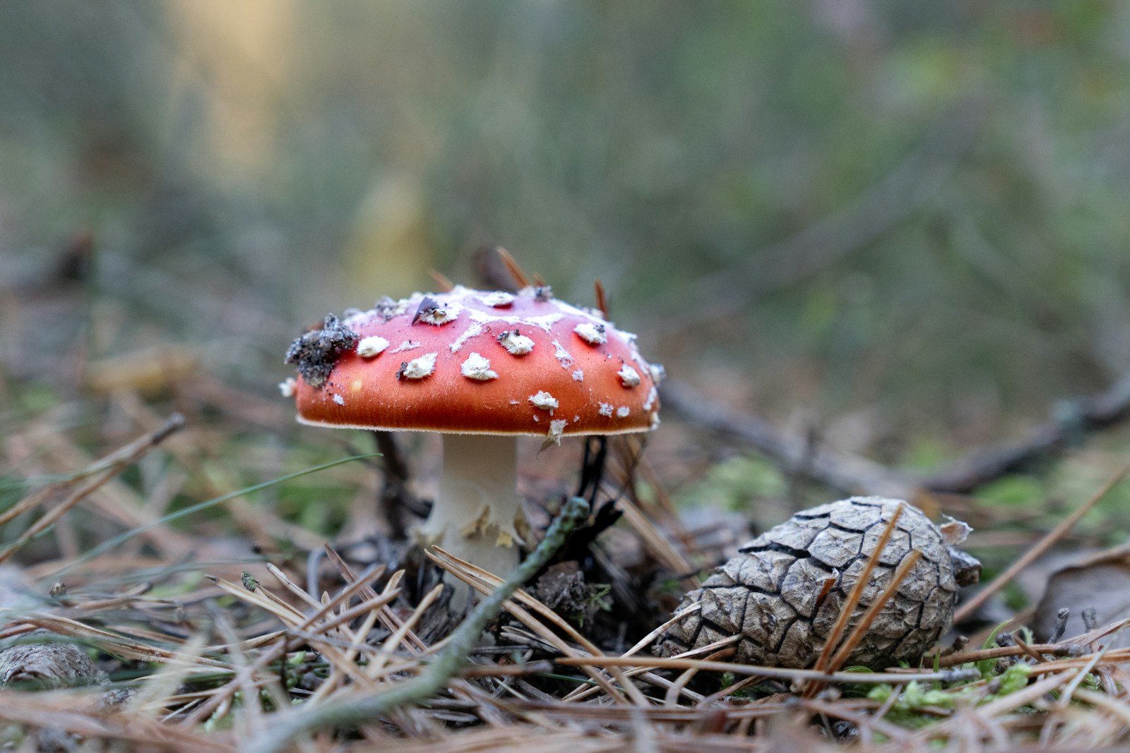 cèpe de pin non comestible
