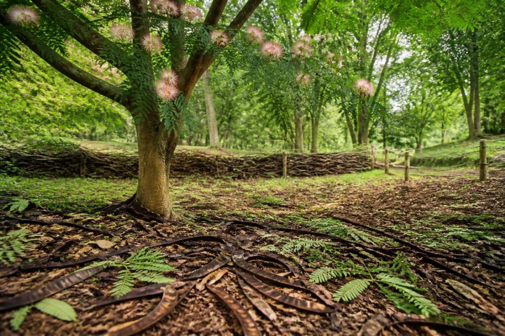 découvrez comment comprendre la durée de vie de l'albizia toxique afin de mieux contrôler sa propagation et préserver l'environnement.