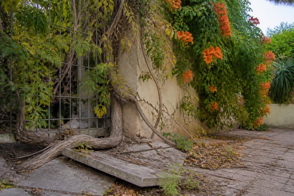 explorez les principaux inconvénients de la bignone pour faire un choix éclairé avant de l'adopter dans votre jardin ou balcon.