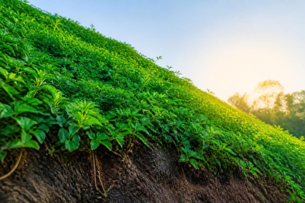découvrez comment les couvre-sols rampants persistants à croissance rapide protègent efficacement le sol contre l'érosion tout en embellissant votre jardin.