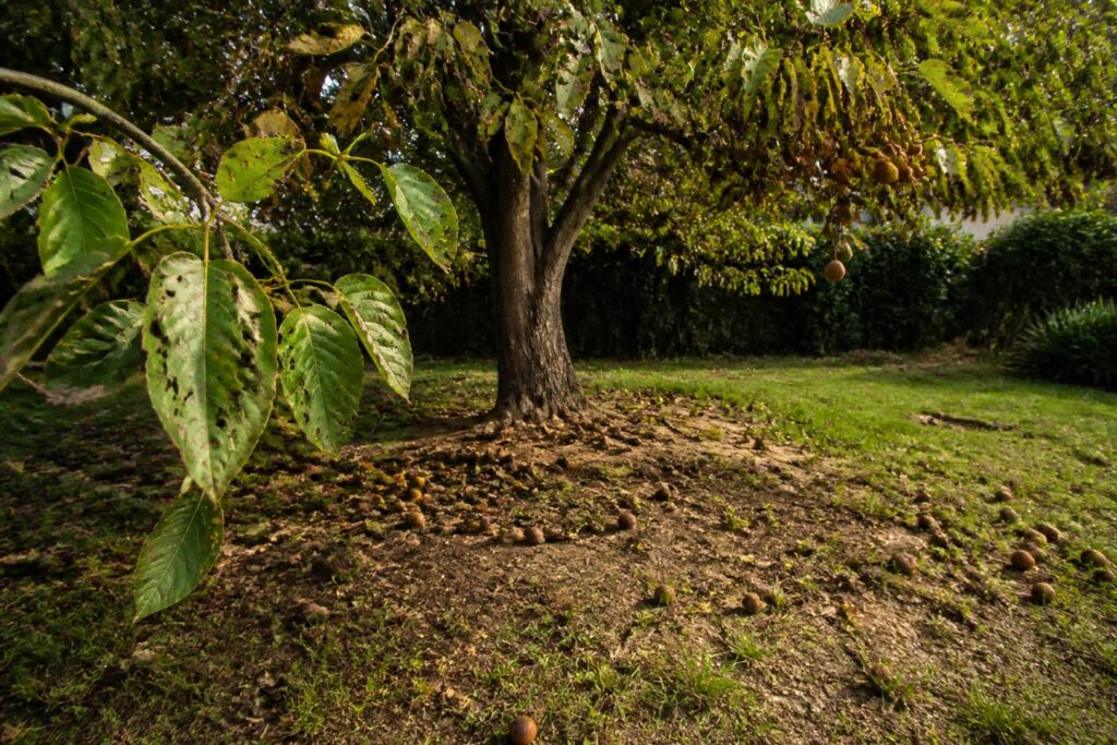 découvrez les principaux inconvénients de l'arbre savonnier pour votre jardin, ses impacts sur l'environnement et les précautions à prendre avant de l'adopter.