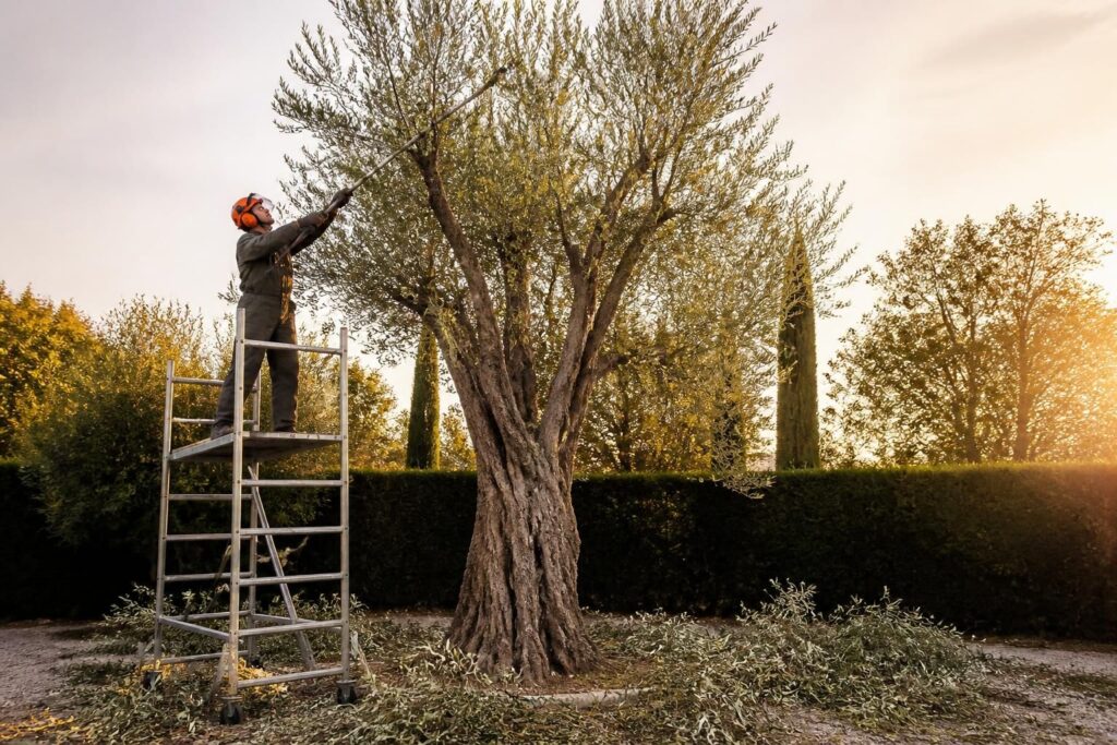 découvrez les étapes essentielles pour tailler efficacement un olivier trop haut et favoriser sa croissance harmonieuse. suivez notre guide pratique en français.