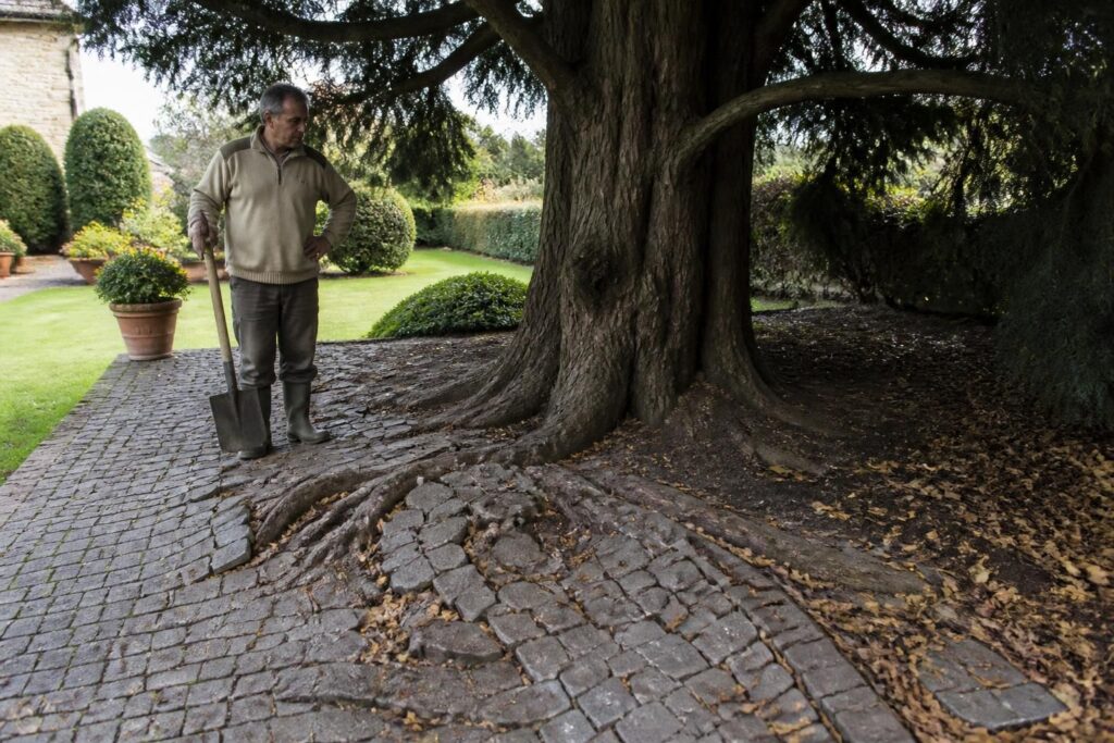 découvrez les inconvénients du cyprès et les précautions essentielles que chaque jardinier doit connaître pour éviter les problèmes dans son jardin.