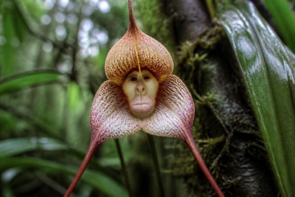 découvrez les mythes et réalités de l'orchidée avec tête de singe, une plante fascinante au charme unique et à l'histoire surprenante.