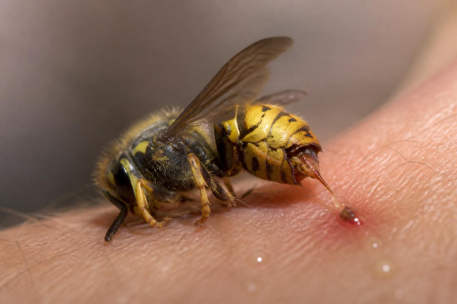 découvrez pourquoi une guêpe peut mourir après avoir piqué, les mécanismes biologiques impliqués et les raisons spécifiques à cette réaction.
